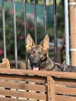 Puppy 6, a male German Shepherd Dog for sale in Ventura, CA – Photo 4 of 4