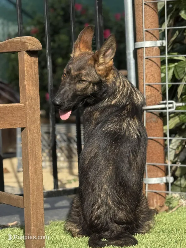 Puppy 6 – German Shepherd Dog puppy for sale in Ventura, CA