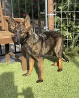 Puppy 6, a male German Shepherd Dog for sale in Ventura, CA – Photo 2 of 4