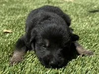 Puppy 10, a male German Shepherd Dog for sale in Ventura, CA – 3 of 3
