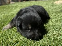 Puppy11, a male German Shepherd Dog for sale in Ventura, CA – 6 of 6