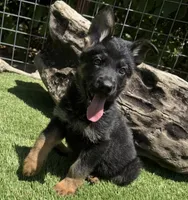 Puppy 8, a male German Shepherd Dog for sale in Ventura, CA – 2 of 3
