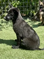 Puppy 8, a male German Shepherd Dog for sale in Ventura, CA – 2 of 6