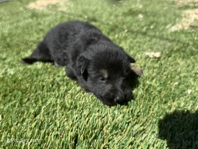 Puppy 10 – German Shepherd Dog puppy for sale in Ventura, CA