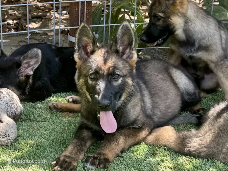 Puppy 9 – German Shepherd Dog puppy for sale in Ventura, CA