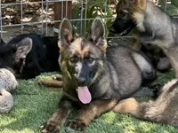Puppy 9, a female German Shepherd Dog for sale in Ventura, CA – 1 of 4