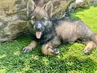 Puppy 9, a female German Shepherd Dog for sale in Ventura, CA – 2 of 2