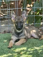 Puppy 7, a female German Shepherd Dog for sale in Ventura, CA – 3 of 5