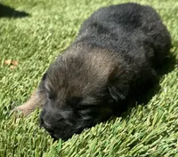 Puppy11, a male German Shepherd Dog for sale in Ventura, CA – 4 of 6