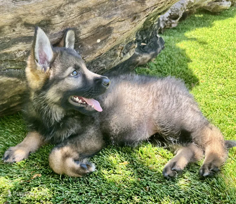 Puppy 9 – German Shepherd Dog puppy for sale in Ventura, CA