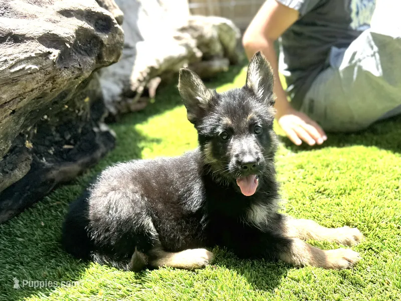 Puppy 10 – German Shepherd Dog puppy for sale in Ventura, CA