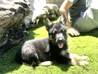 Puppy 10, a male German Shepherd Dog for sale in Ventura, CA – 1 of 3