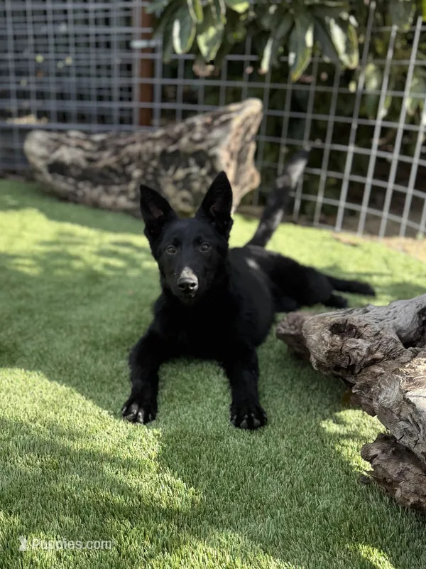 Puppy 2 – German Shepherd Dog puppy for sale in Ventura, CA
