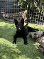 Puppy 2, a male German Shepherd Dog for sale in Ventura, CA – Photo 1 of 5