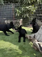 Puppy 2, a male German Shepherd Dog for sale in Ventura, CA – Photo 4 of 5