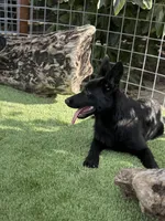 Puppy 2, a male German Shepherd Dog for sale in Ventura, CA – Photo 2 of 5