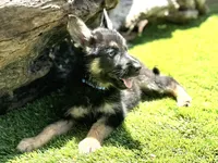 Puppy 10, a male German Shepherd Dog for sale in Ventura, CA – 2 of 3