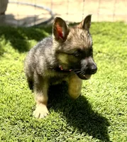 Puppy 7, a female German Shepherd Dog for sale in Ventura, CA – 2 of 2