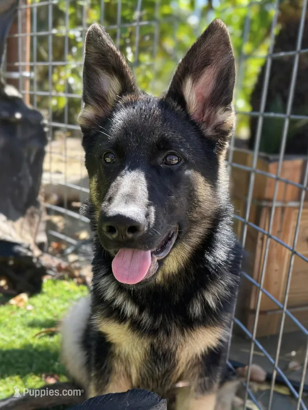 Puppy 1  – German Shepherd Dog puppy for sale in Ventura, CA