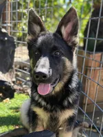Puppy 1 , a male German Shepherd Dog for sale in Ventura, CA – Photo 1 of 3