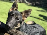 Puppy 1 , a male German Shepherd Dog for sale in Ventura, CA – Photo 2 of 3