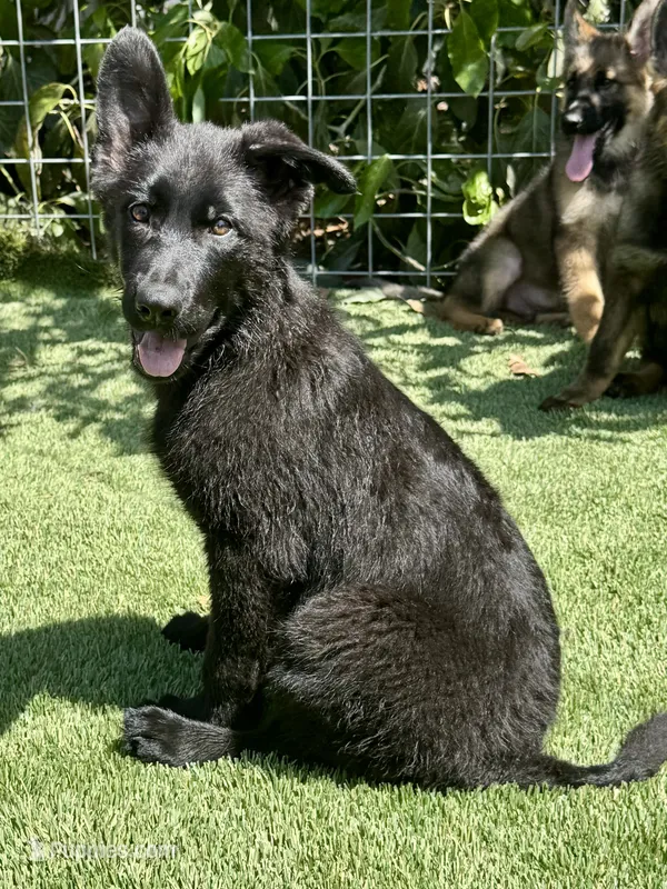 Puppy 8 – German Shepherd Dog puppy for sale in Ventura, CA