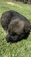 Puppy11, a male German Shepherd Dog for sale in Ventura, CA – 2 of 6