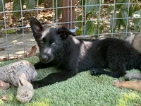 Puppy 8, a male German Shepherd Dog for sale in Ventura, CA – 3 of 6
