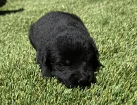 Puppy 8, a male German Shepherd Dog for sale in Ventura, CA – 2 of 2