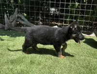 Puppy 8, a male German Shepherd Dog for sale in Ventura, CA – 3 of 3