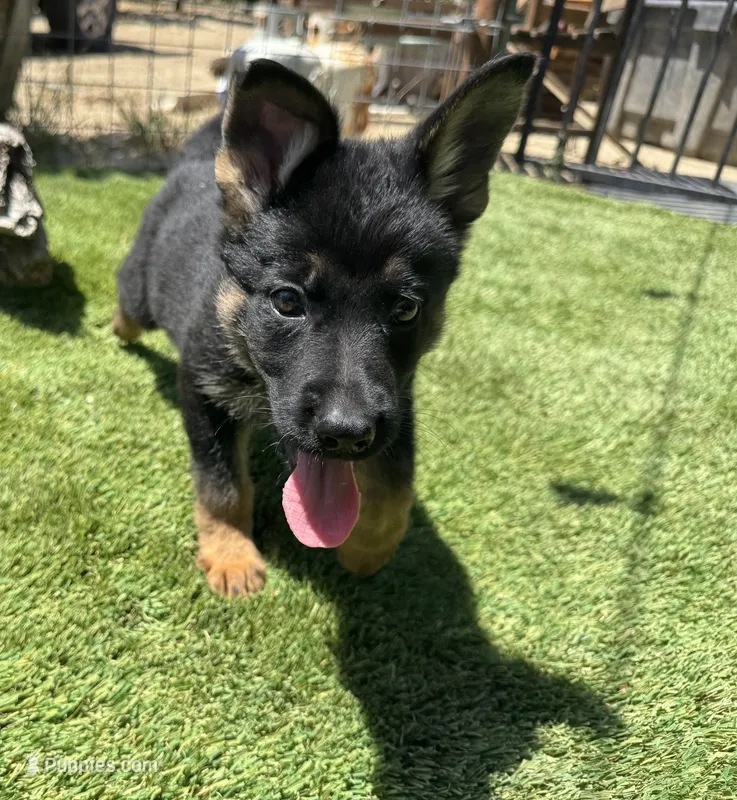 Puppy 9 – German Shepherd Dog puppy for sale in Ventura, CA