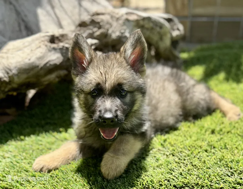 Puppy11 – German Shepherd Dog puppy for sale in Ventura, CA