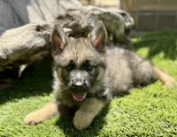Puppy11, a male German Shepherd Dog for sale in Ventura, CA – 1 of 3