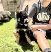 Puppy 10, a male German Shepherd Dog for sale in Ventura, CA – 3 of 3