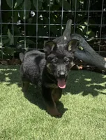 Puppy 8, a male German Shepherd Dog for sale in Ventura, CA – 1 of 3