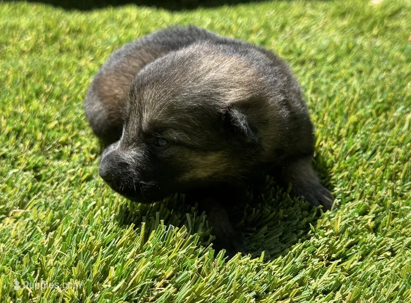 Puppy 9 – German Shepherd Dog puppy for sale in Ventura, CA
