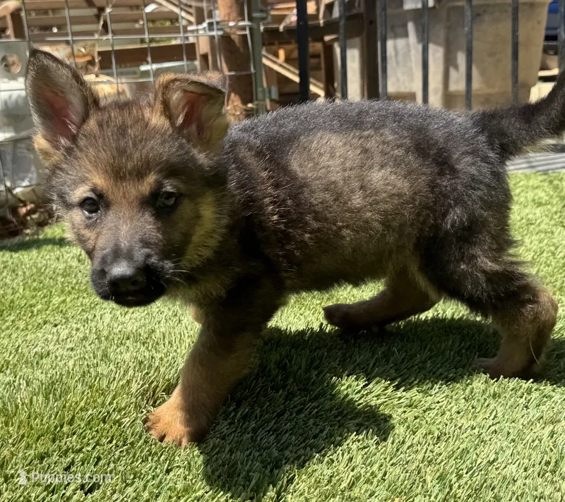 Puppy   7 – German Shepherd Dog puppy for sale in Ventura, CA