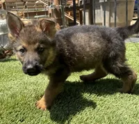 Puppy   7, a male German Shepherd Dog for sale in Ventura, CA – 1 of 3