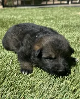 Puppy 7, a female German Shepherd Dog for sale in Ventura, CA – 2 of 2