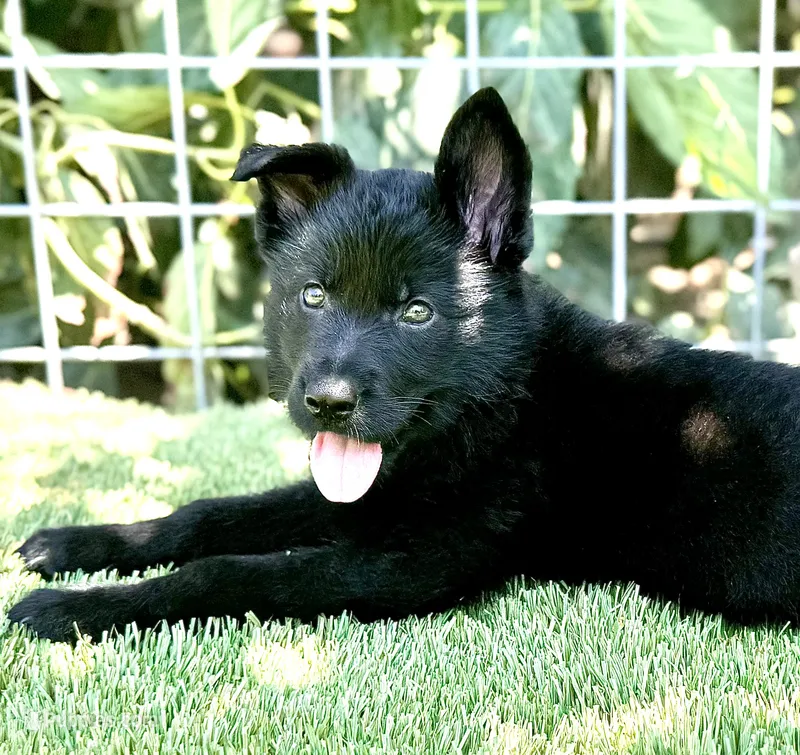 Puppy 8 – German Shepherd Dog puppy for sale in Ventura, CA