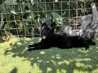 Puppy 8, a male German Shepherd Dog for sale in Ventura, CA – 3 of 3