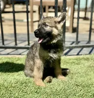 Puppy11, a male German Shepherd Dog for sale in Ventura, CA – 3 of 3