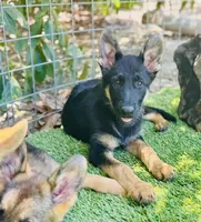 Puppy 10, a male German Shepherd Dog for sale in Ventura, CA – 3 of 6