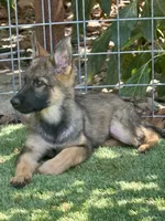 Puppy 7, a female German Shepherd Dog for sale in Ventura, CA – 2 of 5