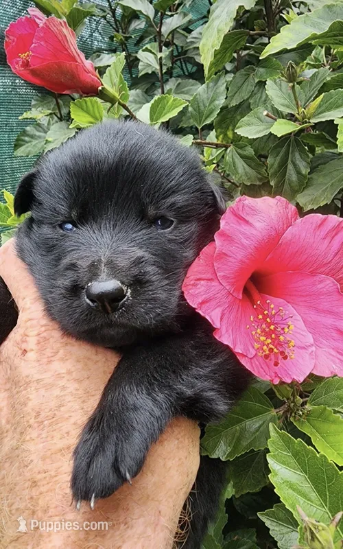 Puppy 8 – German Shepherd Dog puppy for sale in Ventura, CA