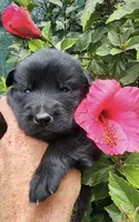 Puppy 8, a male German Shepherd Dog for sale in Ventura, CA – 1 of 2
