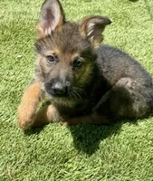 Puppy   7, a male German Shepherd Dog for sale in Ventura, CA – 2 of 3
