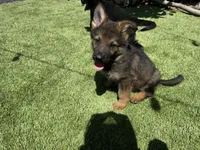 Puppy   7, a male German Shepherd Dog for sale in Ventura, CA – 3 of 3