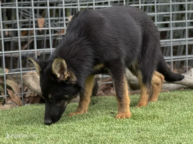 Puppy 5 – German Shepherd Dog puppy for sale in Ventura, CA