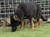 Puppy 5, a female German Shepherd Dog for sale in Ventura, CA – Photo 1 of 4